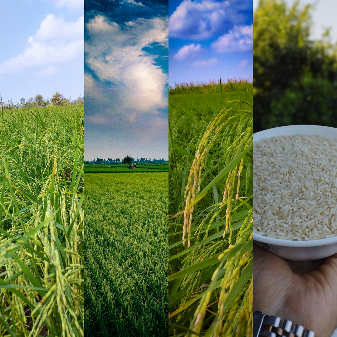 خرید سریع برنح اصیل ایرانی