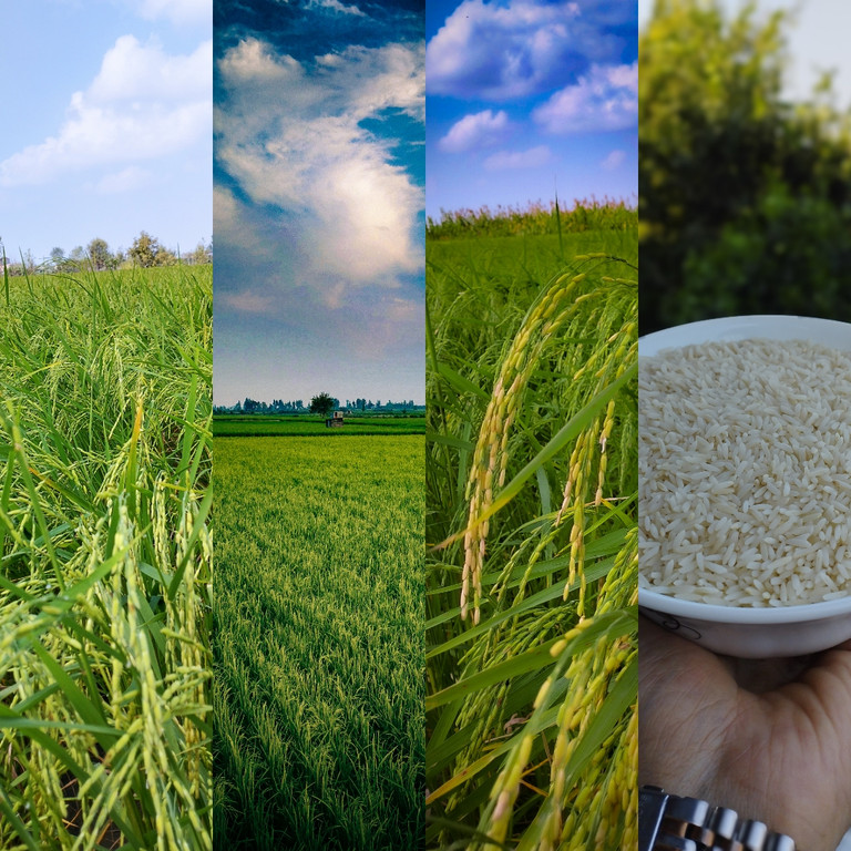 خرید سریع برنح اصیل ایرانی